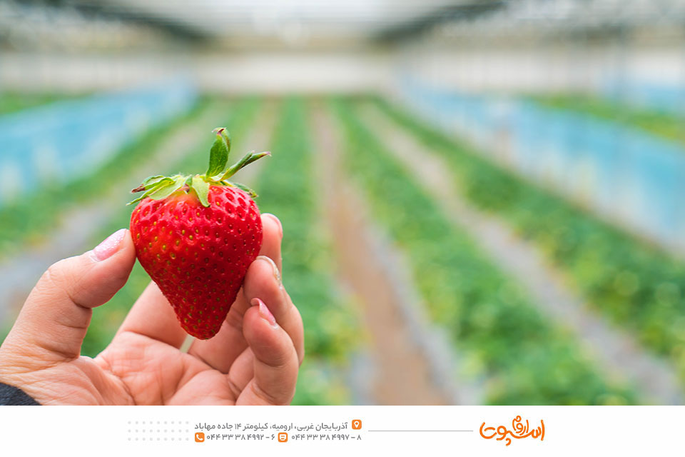 ان اف سی توت فرنگی اورگانیک