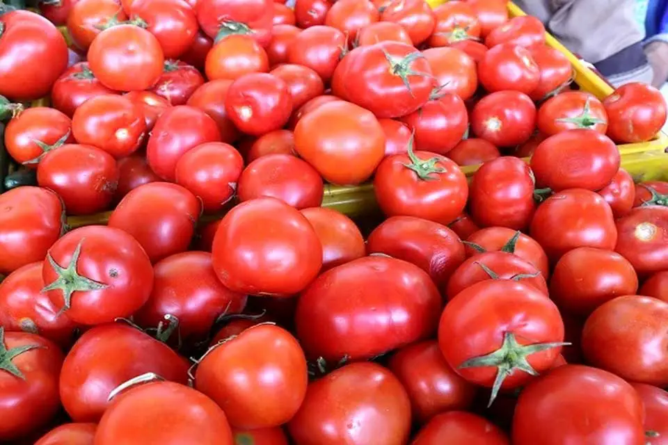 تفاله گوجه فرنگی چیست؟